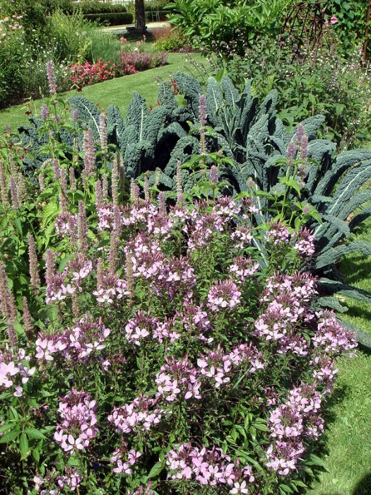 Cleome x 'Senorita Rosalita' (2)